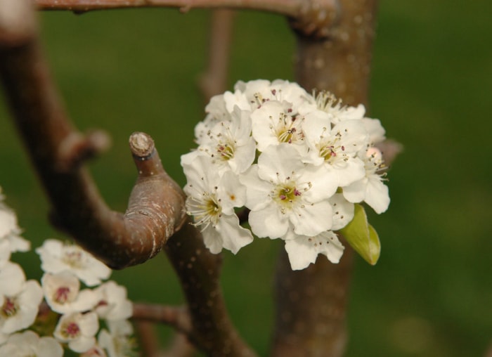 10 plantes à croissance rapide pour un attrait extérieur (presque) instantané