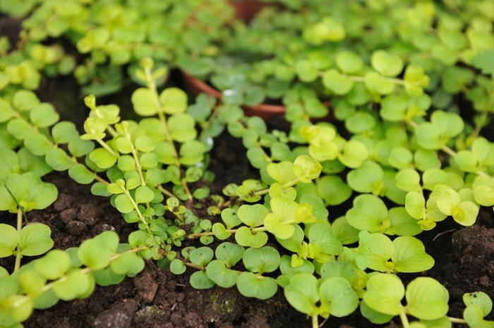 soins de la vigne vierge - plante grimpante verte dans le sol