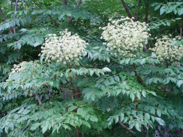 Etsy Plantes épineuses Aralia spinosa avec fleurs blanches