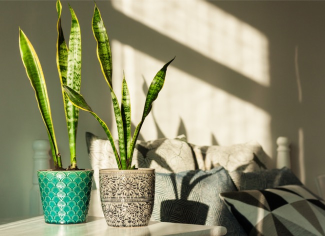 iStockphoto Soins des plantes serpents Plantes serpents sur une table avec la lumière du soleil qui brille dessus