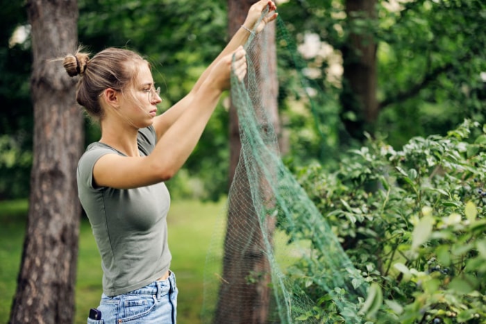 Une jeune femme pose un filet sur un buisson de myrtilles.