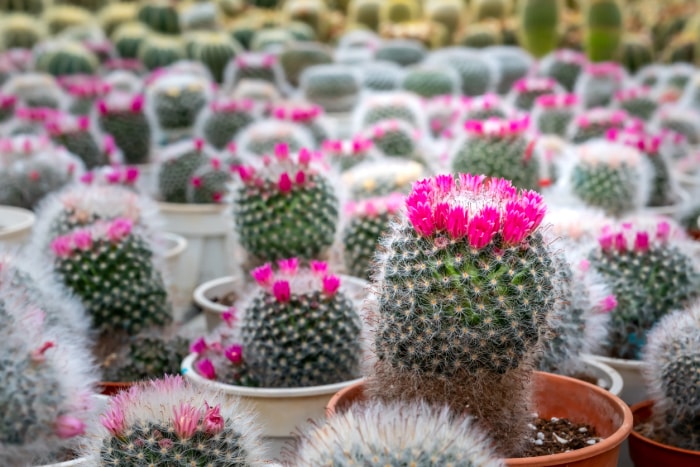 Un groupe de cactus coussinets en pot avec des fleurs roses