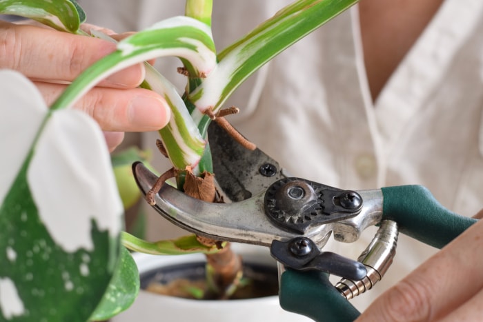 Utiliser des ciseaux pour propager une plante Philodendron à la maison.