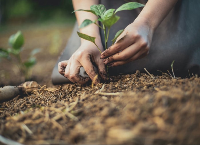 10 façons de rendre votre jardin plus propice aux abeilles