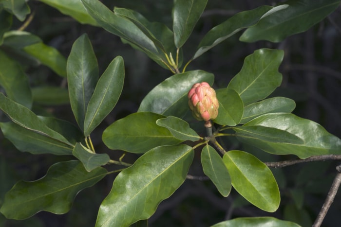 plantes en voie de disparition