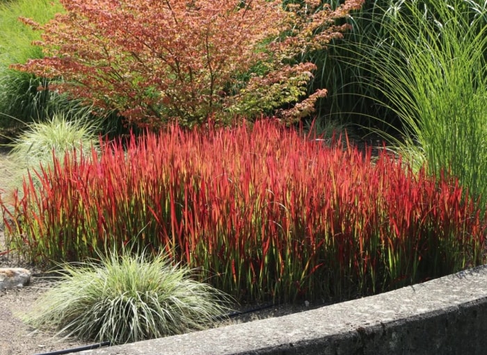 Un groupe d'herbes ornementales rouge vif dans le paysage de la cour.