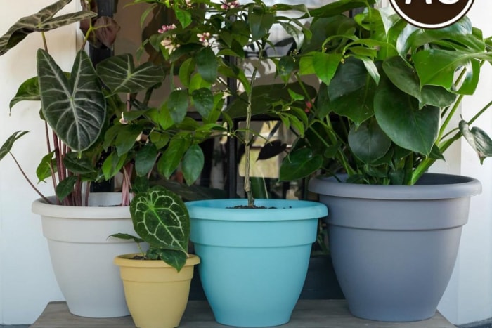 Des trouvailles économiques pour votre jardin et votre patio Pot de fleurs en plastique