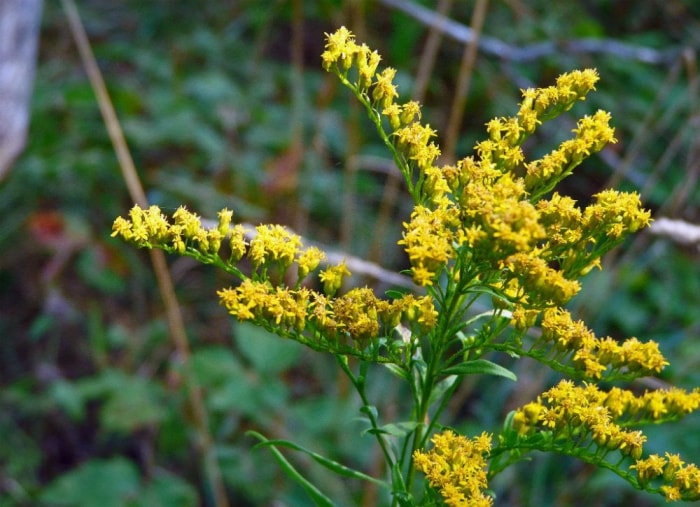 Gardez, ne tuez pas : 9 mauvaises herbes à accueillir