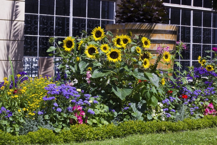 faits sur le tournesol