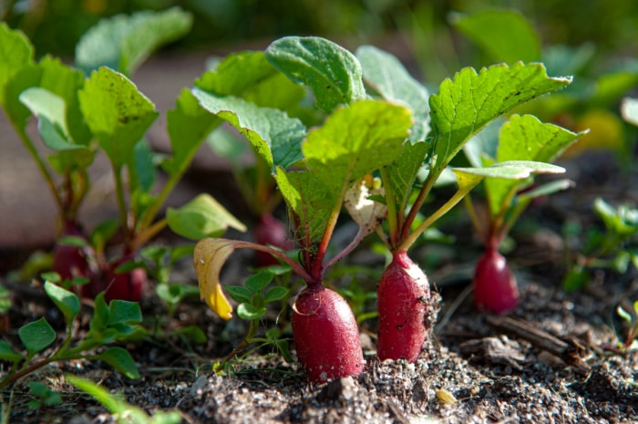 Radis rouges poussant dans le sol du jardin.