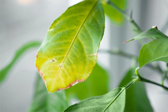 Une feuille verte devenant jaune avec des bords bruns.