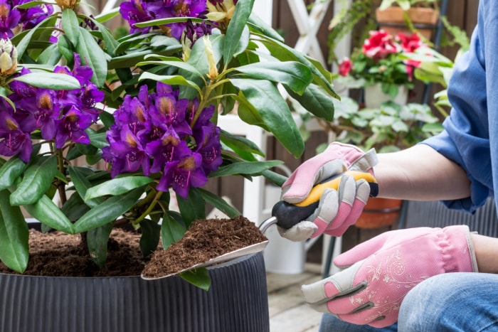 Un jardinier ajoute de la terre à une plante à fleurs violettes en pot.