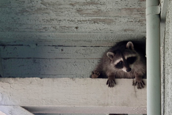 Un raton laveur se cache dans un plafond. 