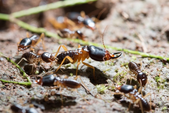 Termites et fourmis