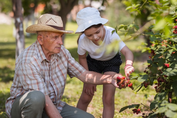 comment faire pousser des framboises grand-père et petite-fille cueillant des framboises ensemble