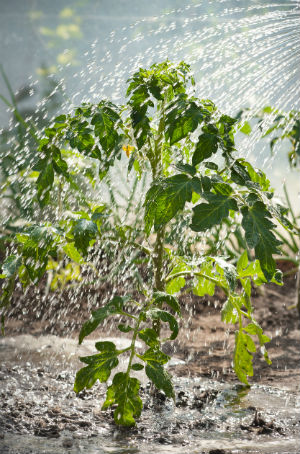 Quand, pourquoi et comment utiliser le thé de compost dans le jardin