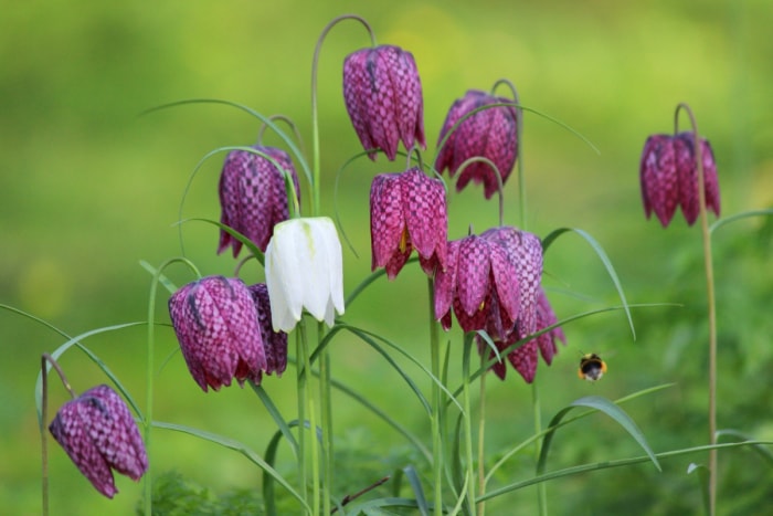 Fleurs en forme de clochettes blanches et violettes