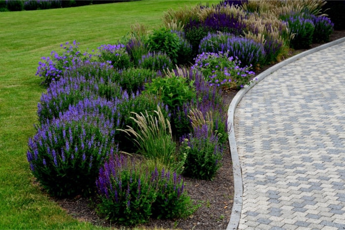 Des fleurs violettes dans un parterre de fleurs bordent une allée en pierre grise. 