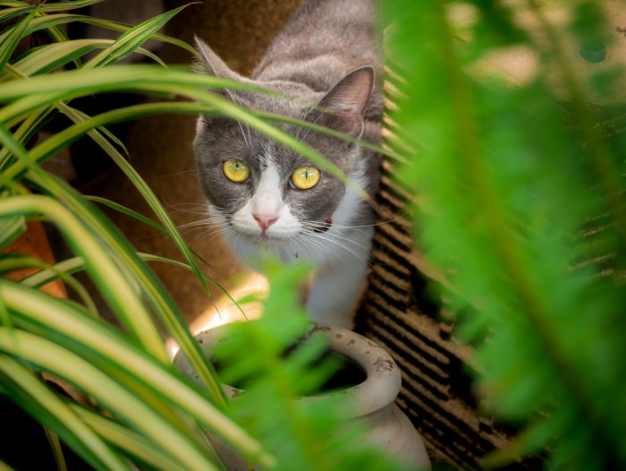 chat regardant les plans de l'araignée