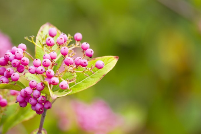 plantes en voie de disparition