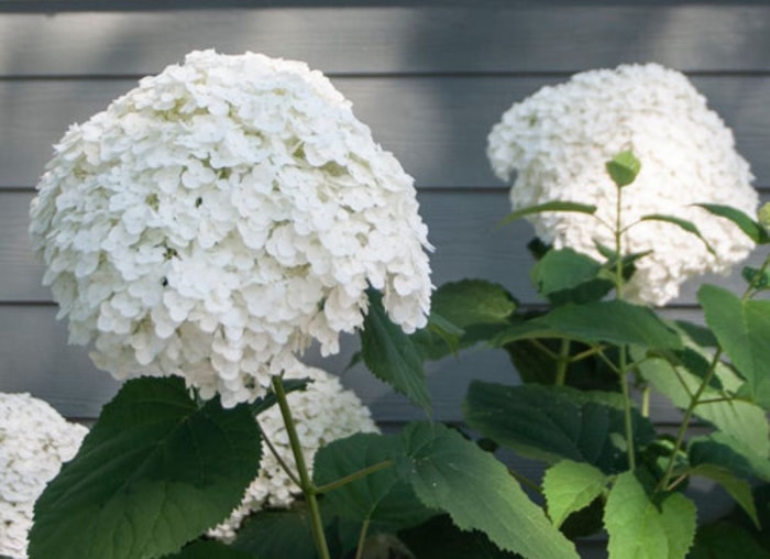 Plantez ces 12 hortensias pour un jardin époustouflant