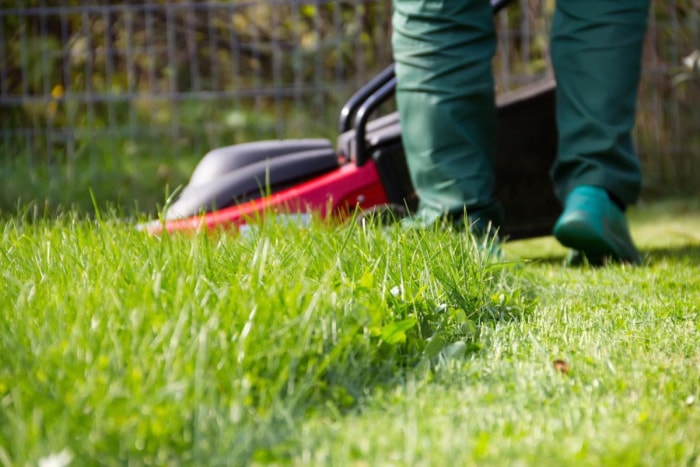 Gros plan sur l'herbe tondue à côté de l'herbe envahie par la végétation. 