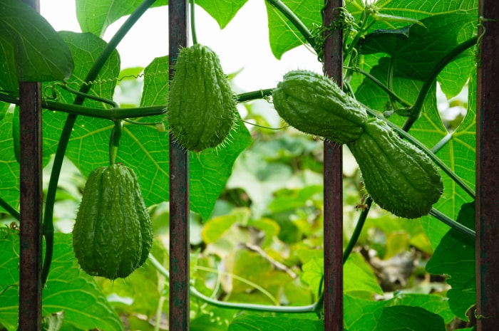 légumes grimpants