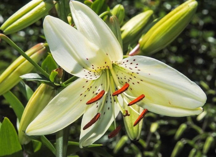 Ces 10 plantes à fleurs présentent les plus grandes fleurs