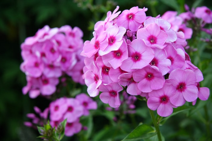 fleurs qui attirent les papillons - phlox