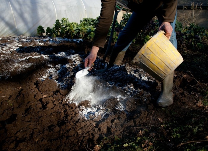 11 conseils de jardinage séculaires à ignorer complètement