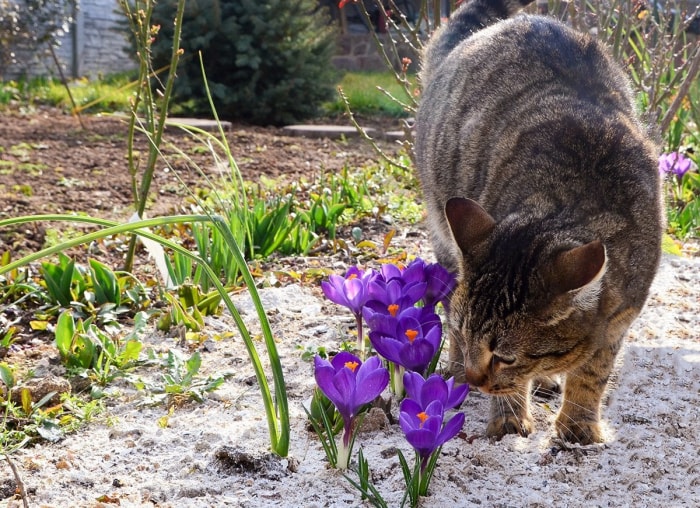 20 conseils pour éloigner toutes les bestioles de votre cour et de votre jardin