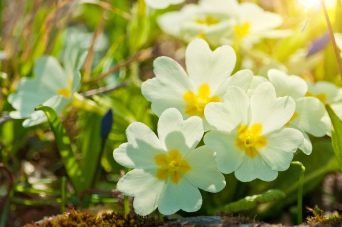 Fleurs de primevère jaune poussant lors d'une journée ensoleillée.