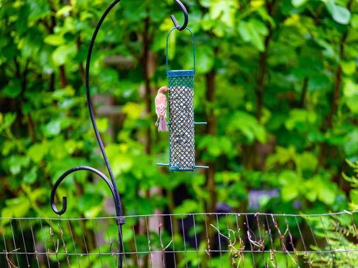 Un oiseau mangeant dans la mangeoire à pépites de suif C&S pendant les tests.