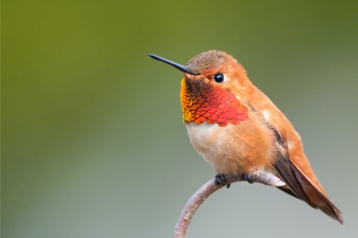 types de colibris