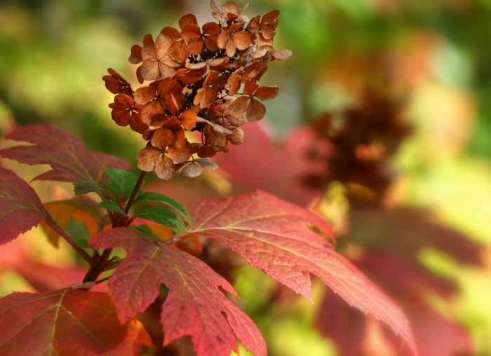 14 plantes, arbustes et arbres qui peuvent vous aider à vendre votre maison