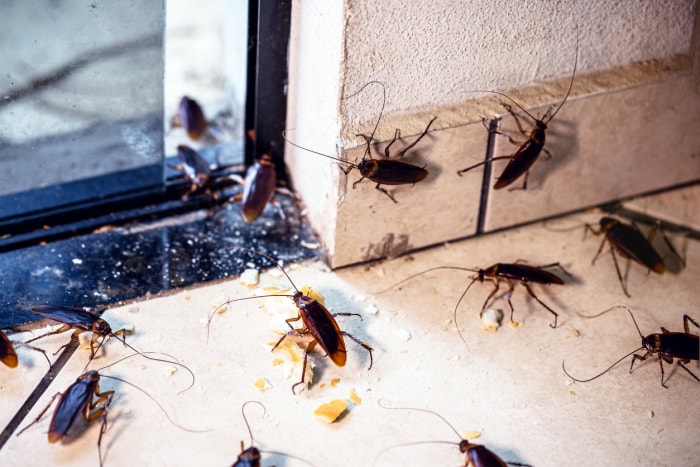 pourquoi y a-t-il soudainement autant de cafards dans ma maison