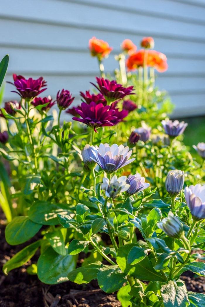 fleurs dans le jardin