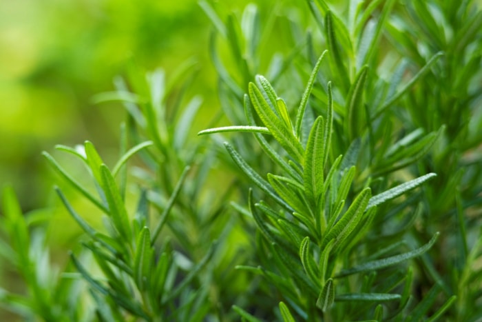 Gros plan d'un plant de romarin avec de fines feuilles vertes.