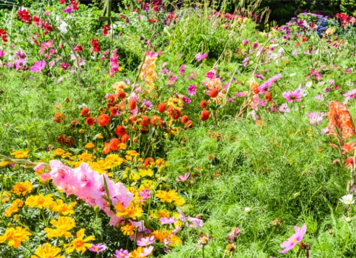 7 choses à savoir pour cultiver un jardin de fleurs sauvages