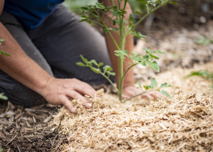 Un jardinier amateur paille autour d'une plante en pleine maturité.