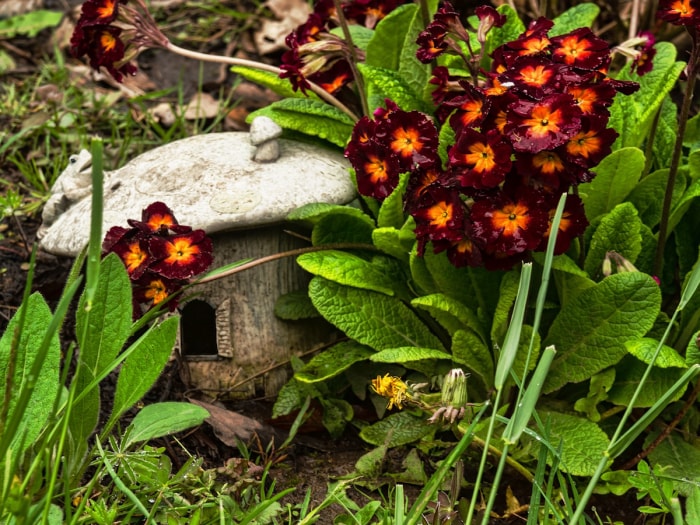 Une petite maison de crapaud dans une cour de banlieue.