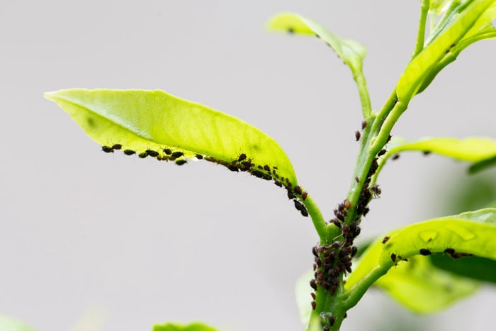 Petits insectes noirs posés partout sur les feuilles d'une plante verte.