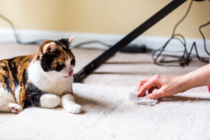 iStock-1190285810 enlever le funk des tapis et des rideaux femme nettoyant après le chat.jpg