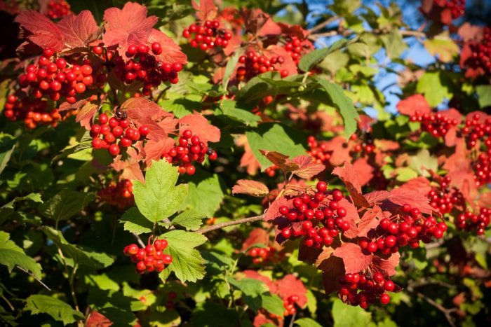 Baies rouges de viorne d'hiver sur un buisson aux feuilles vertes.