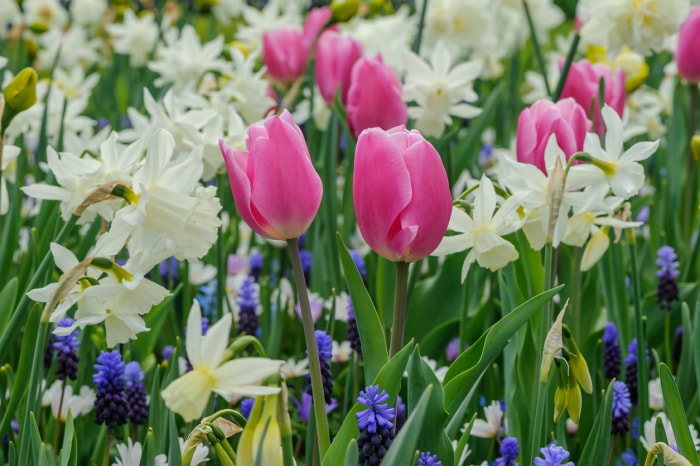 qu'est-ce que la farine d'os tulipes et jonquilles dans le jardin