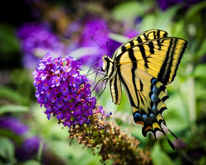 types de papillons