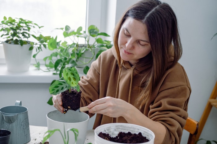 Une jeune femme caucasienne tenant une jeune plante d'intérieur calathea maranta sur une pelle, prête à être mise en pot ou transplantée d'un pot de fleurs temporaire dans un pot de fleurs en plastique. Jardinage d'intérieur ou à domicile.