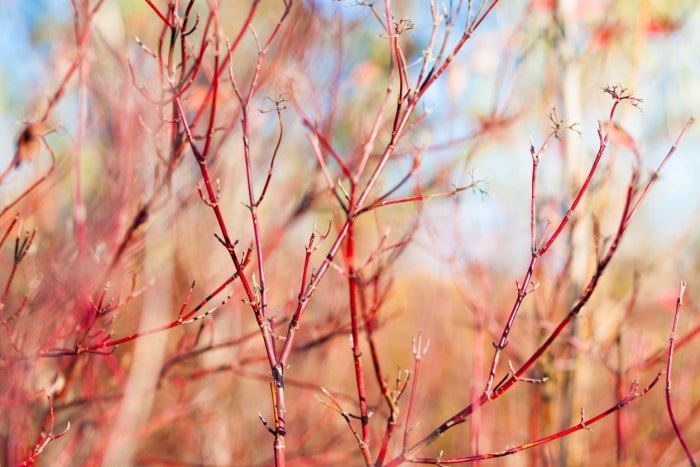 Un buisson de cornouiller à la fin de l'automne avec des branches rouges frappantes.