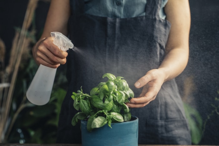 Une personne portant une blouse de jardinage pulvérise un liquide clair sur des plants de basilic.