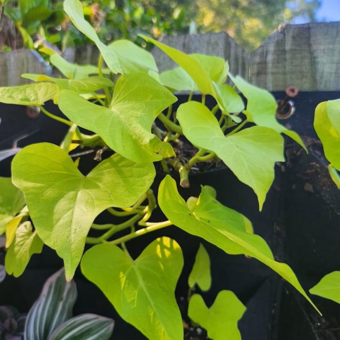 Vigne de patate douce